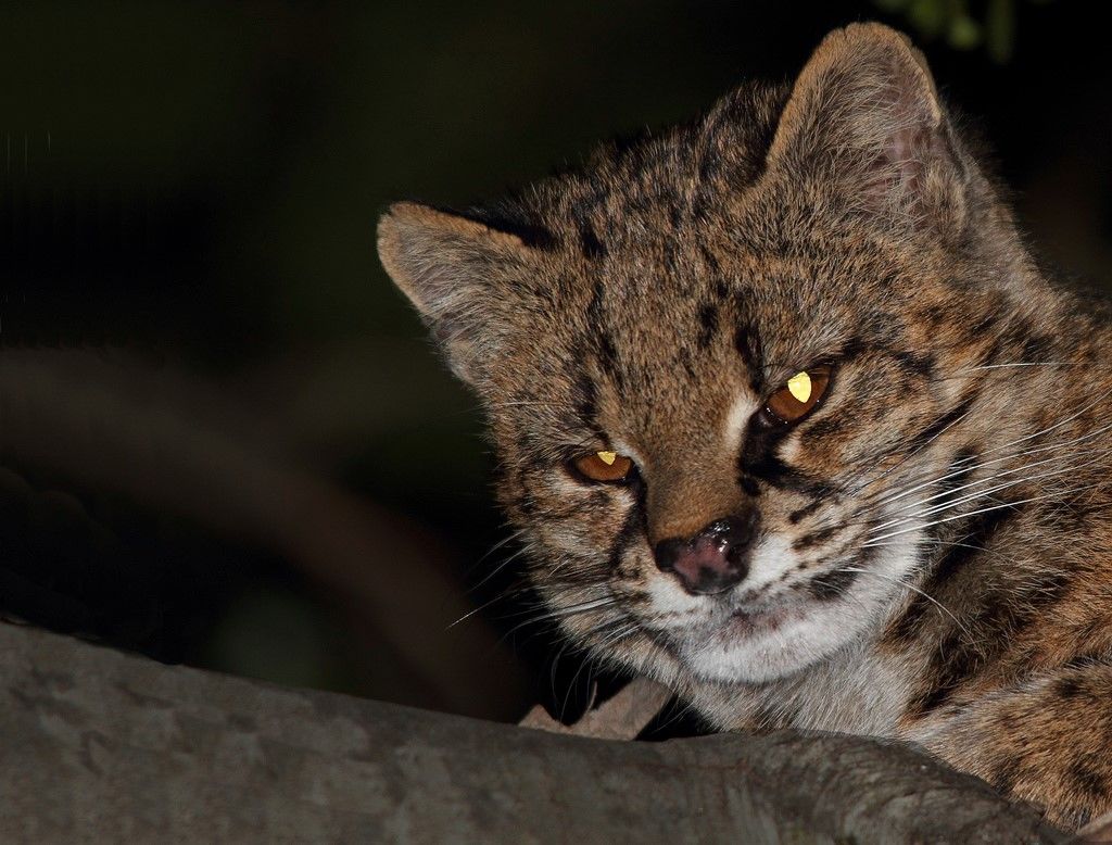 Чилийская кошка, или кодкод (лат. Leopardus guigna)