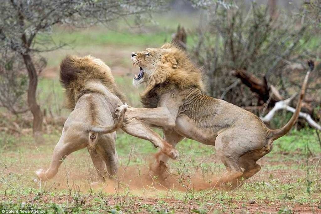 Битва между царями зверей