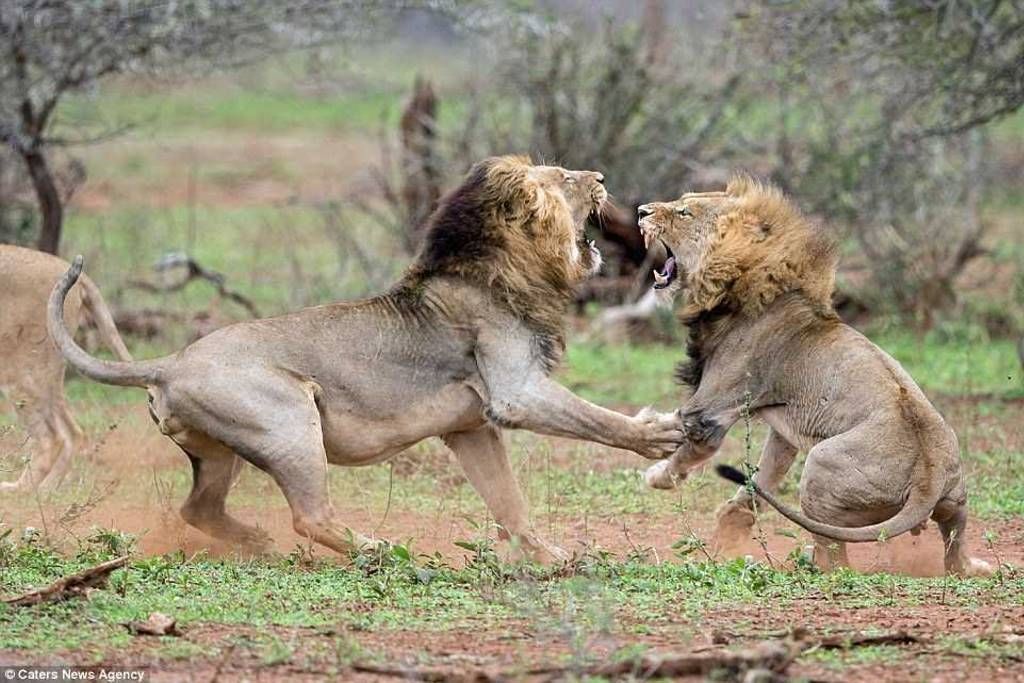 Битва между царями зверей