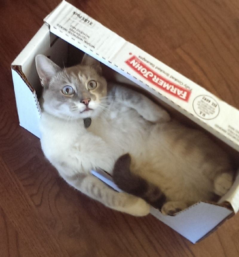 Почему кошки так любят коробки?