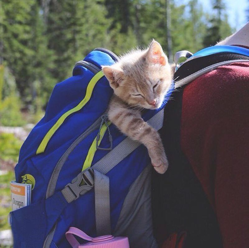 Коты-путешественники