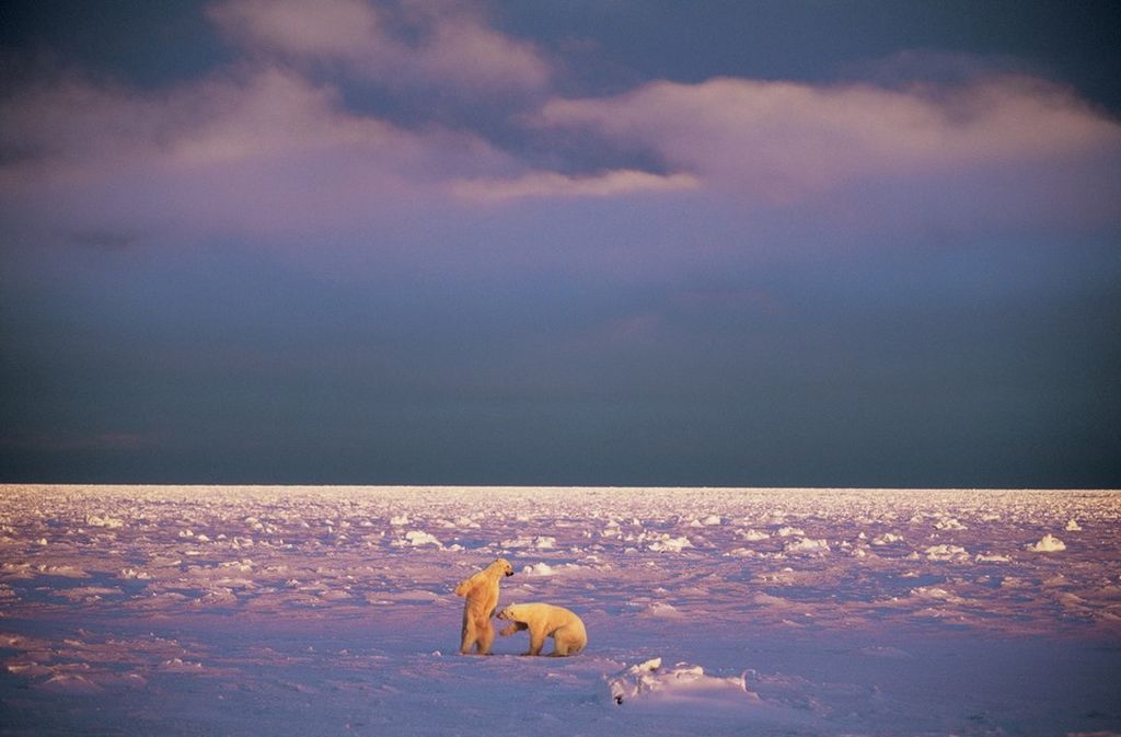 Жизнь медведей на снимках Пола Никлена (Paul Nicklen)