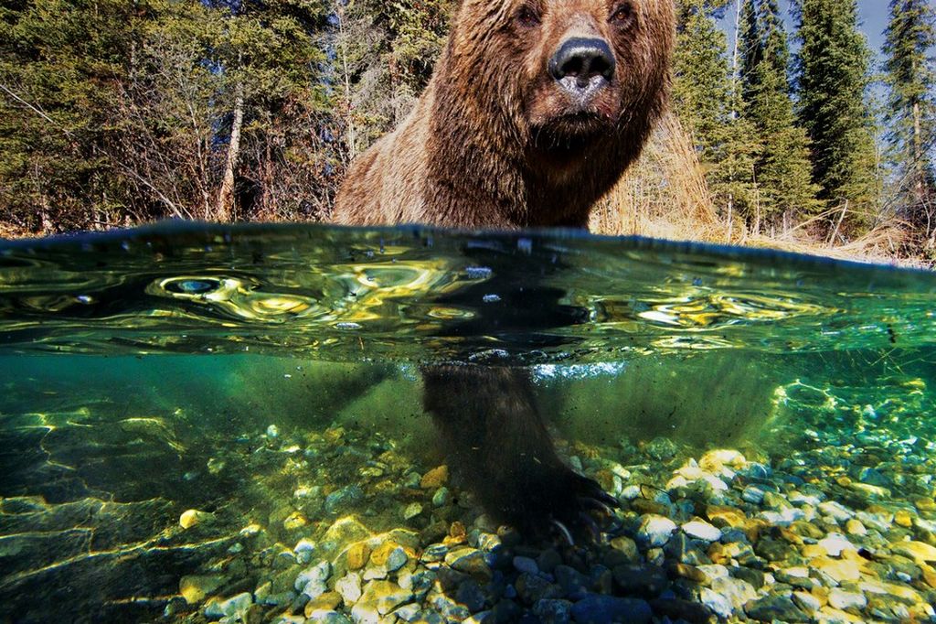 Жизнь медведей на снимках Пола Никлена (Paul Nicklen)