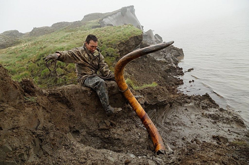 Добыча бивней мамонта в Сибири