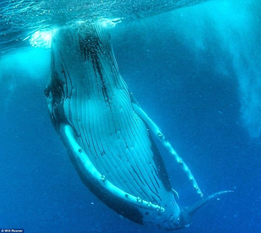 Селфи с горбатым китом