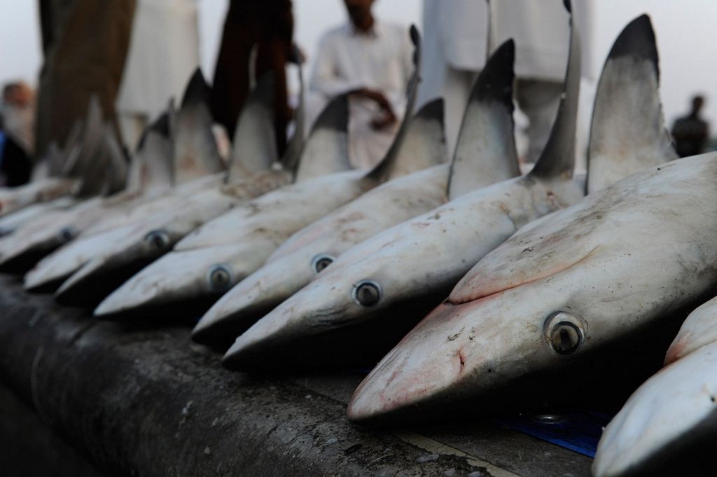 Картинки по запросу поймав акулу, рыбаки просто отрезают плавники, а саму рыбу оставляют в океане умирать мучительной смертью
