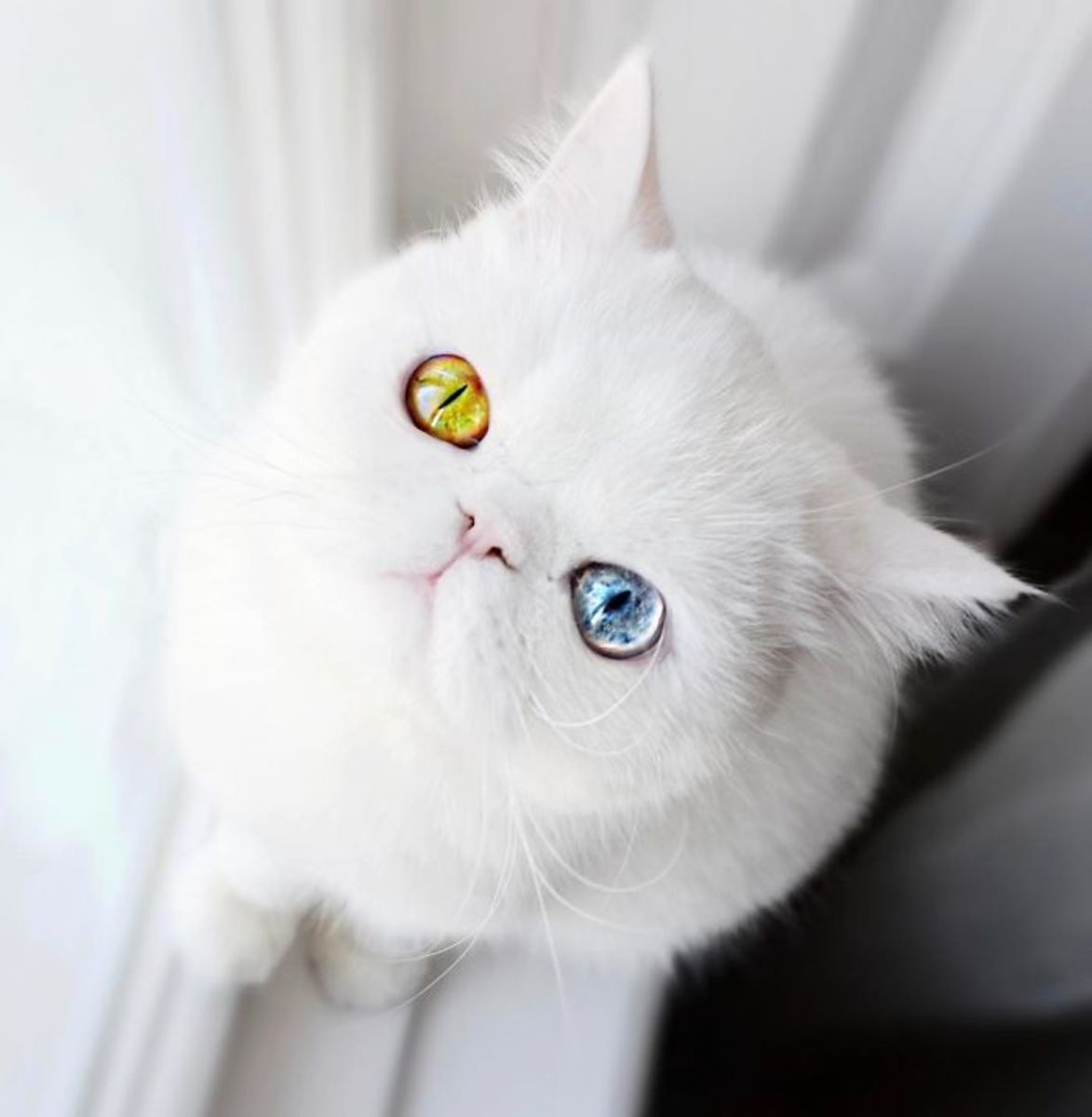 Белая киса. Кот экзот белый с голубыми глазами. Синеглазый Коби. Красивый белый кот. Голубоглазая кошка.