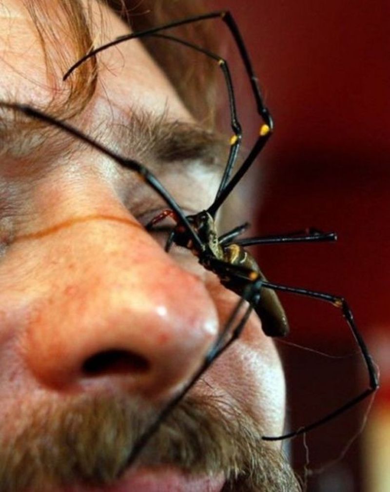 самые страшные пауки в мире фото