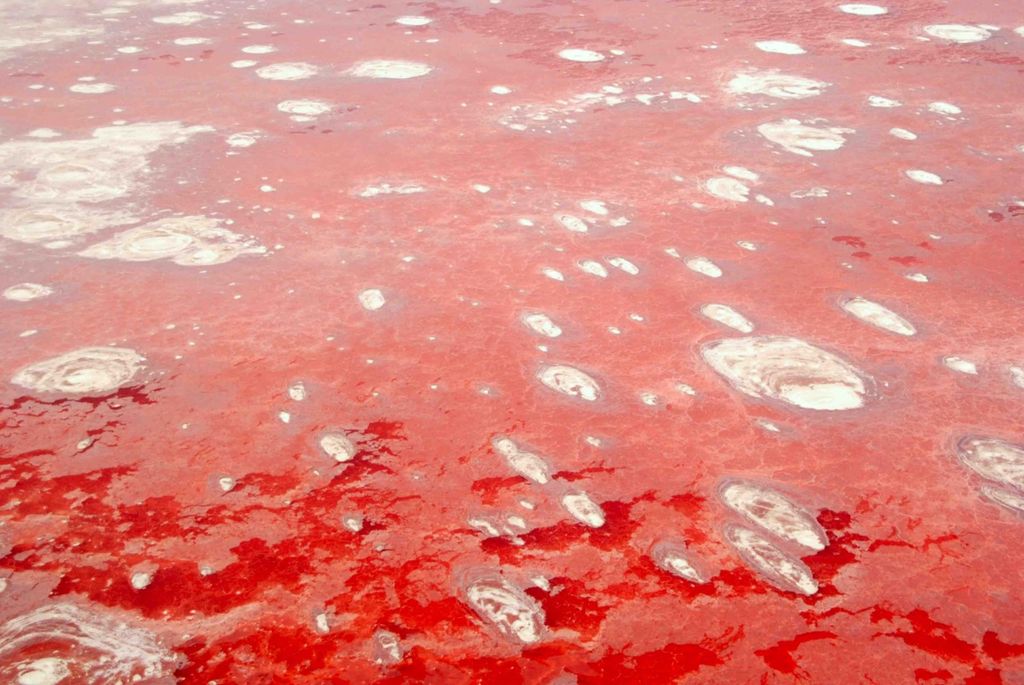 Красное озеро Натрон (Lake Natron)