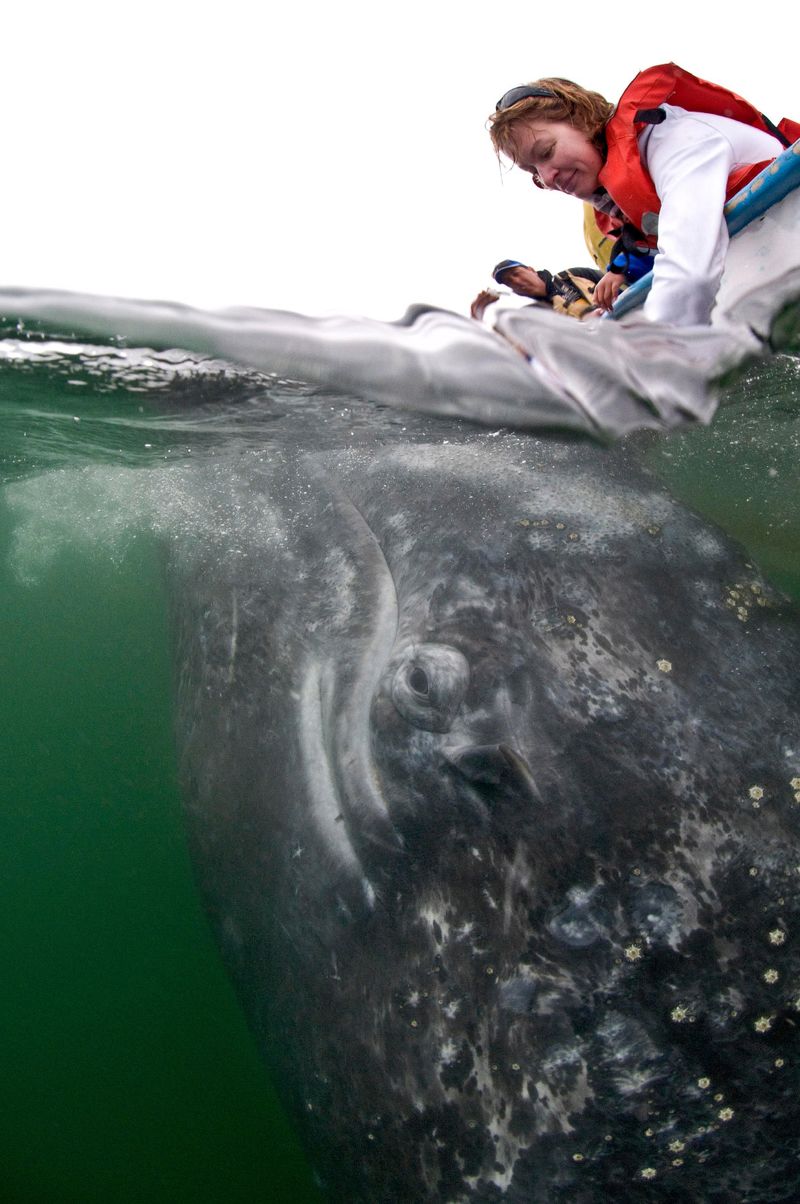 Восхитительные моменты фотосессии с серыми китами
