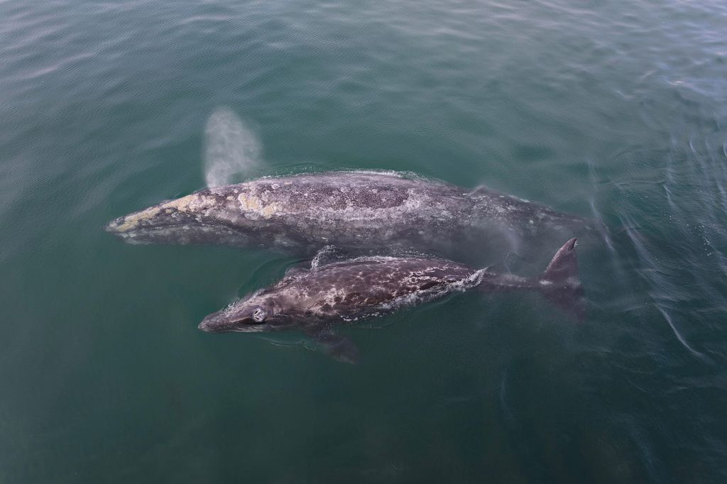 Восхитительные моменты фотосессии с серыми китами