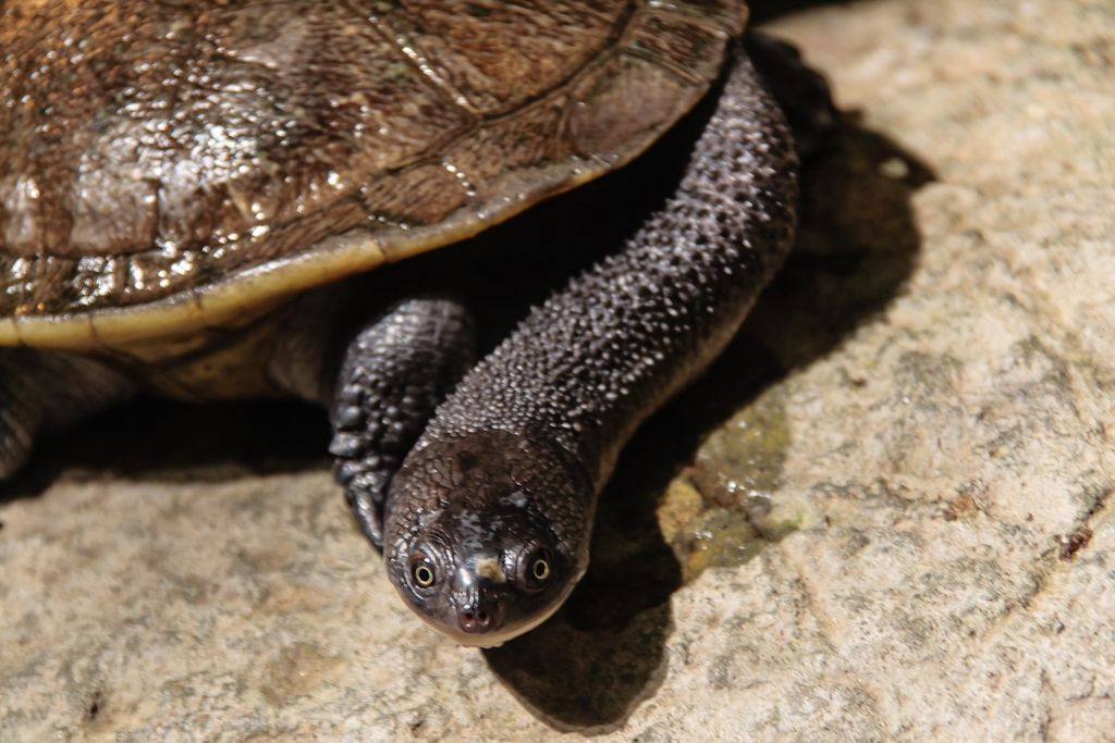 Австралийская змеиношеяя черепаха (лат. Chelodina longicollis)