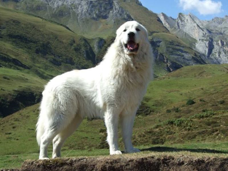 пиренейская горная собака волкодав