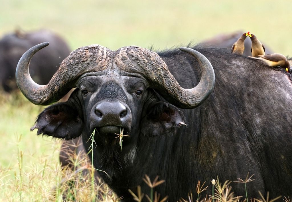 Африканский, или черный буйвол (лат. Syncerus caffer)