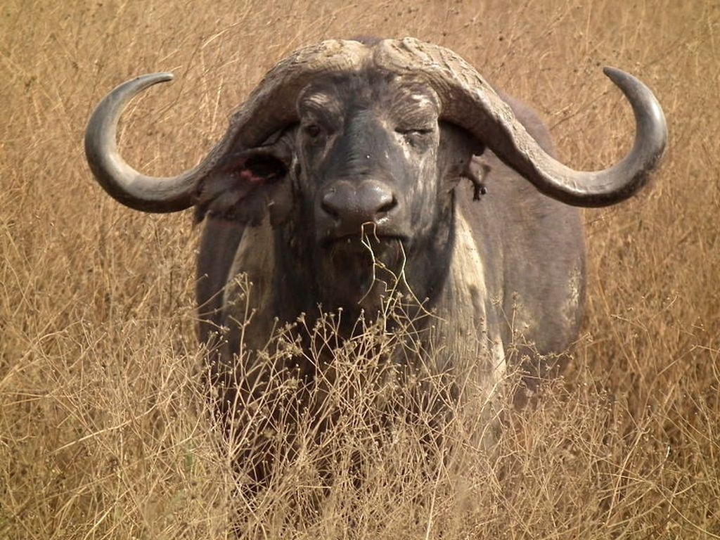 Африканский, или черный буйвол (лат. Syncerus caffer)