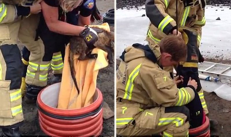 Спасение животных попавших в беду. Пожарные рискуют собой ради спасения. МЧС трогательные фото. Фото пожарных красивые трогательные спасающие животных.