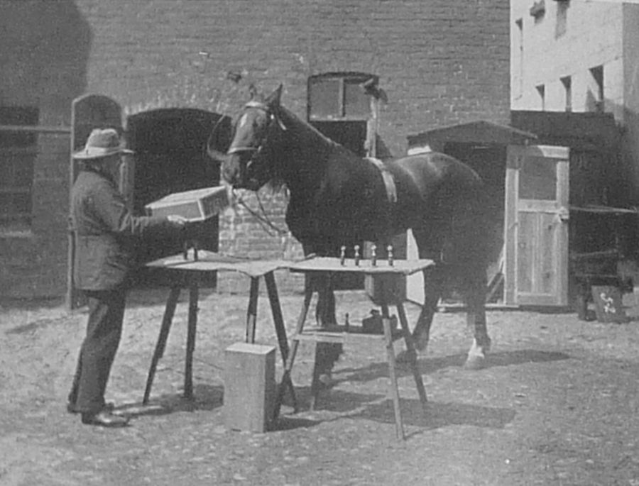 Необычайная история Ганса, коня, который умел извлекать квадратные корни