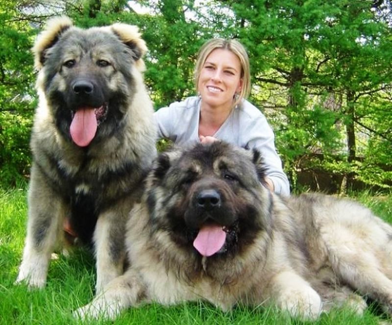 Самая большая собака в мире порода фото как называется