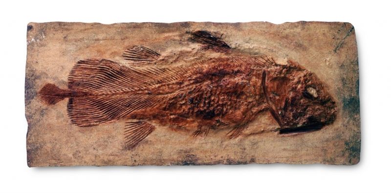 Живые ископаемые рыбы. Древняя рыба Латимерия. Кистеперая рыба окаменелость. Ископаемая рыба Латимерия. Латимерия окаменелость.