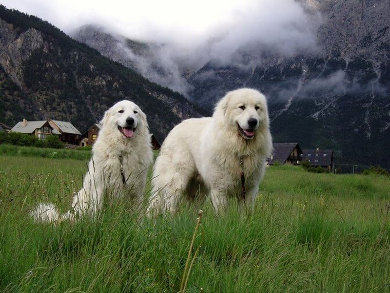 Пиренейская горная собака, или большой пиреней (фр. Chien de montagne des Pyrenees)