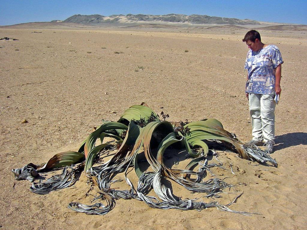 Вельвичия удивительная (лат. Welwitschia mirabilis)