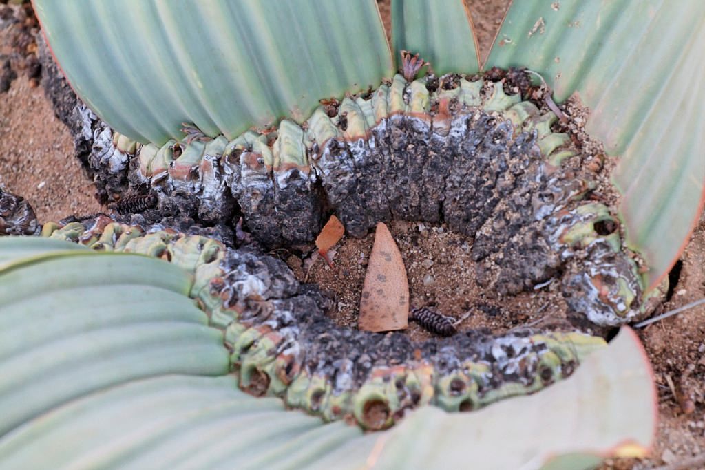 Вельвичия удивительная (лат. Welwitschia mirabilis)
