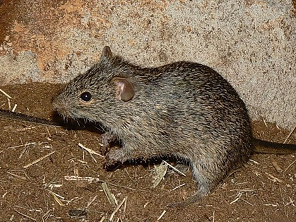 Средняя мышь. Arvicanthis niloticus. Нильская Лесная крыса (arvicanthis niloticus),. Африканская Болотная крыса. Травяная мышь.