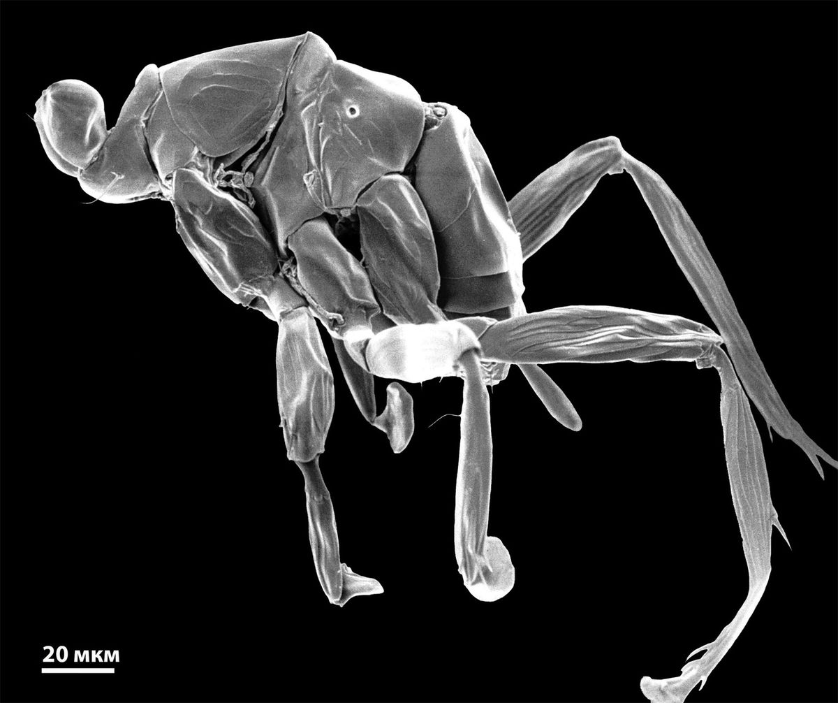 Dicopomorpha echmepterygis - cамое маленькое насекомое в мире