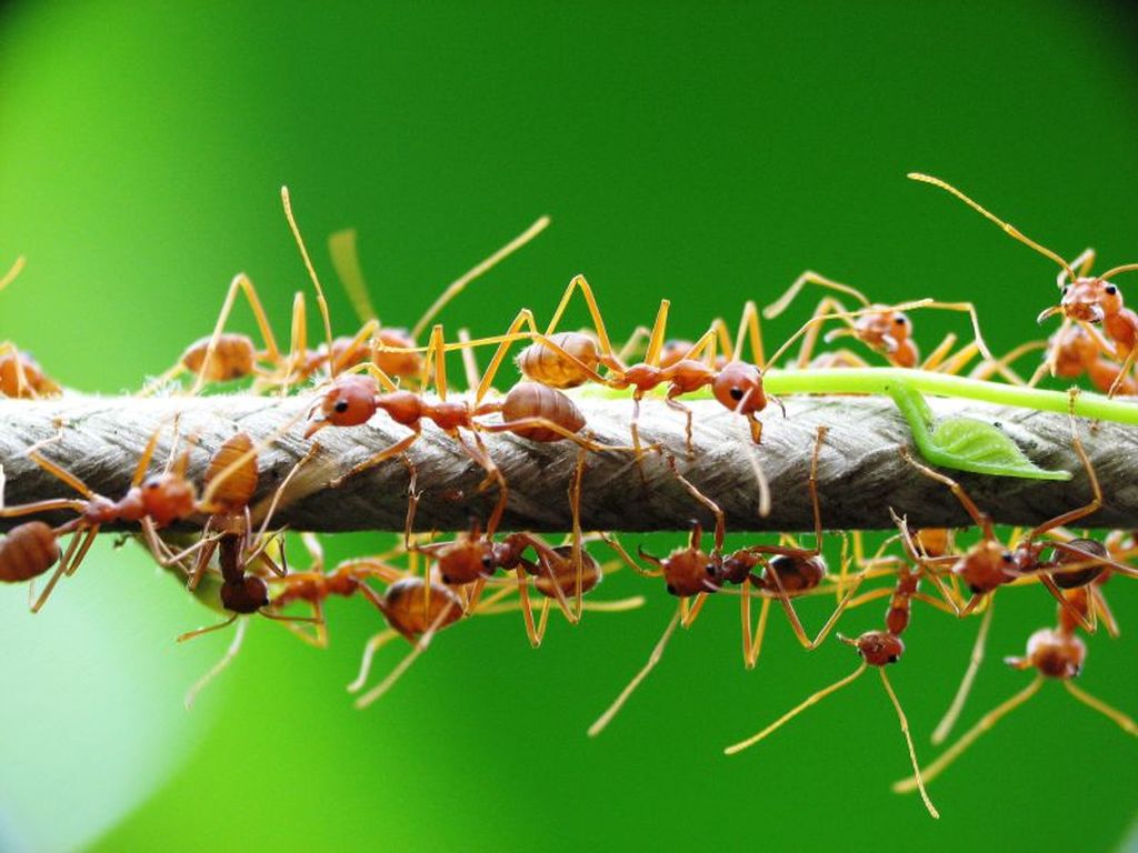 Муравьи-портные, или муравьи-ткачи, или экофилла (лат. Oecophylla)