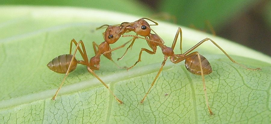 Муравьи-портные, или муравьи-ткачи, или экофилла (лат. Oecophylla)