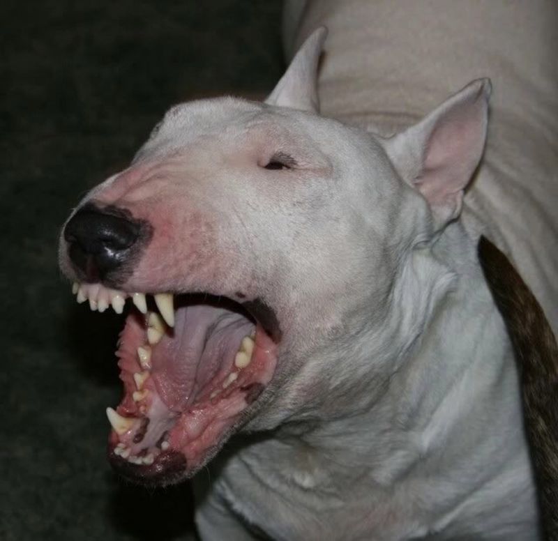 Топ-5: самые мощные собачьи челюсти
