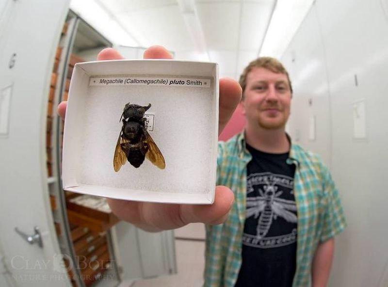 Пчела-листорез Megachile pluto - самая большая пчела