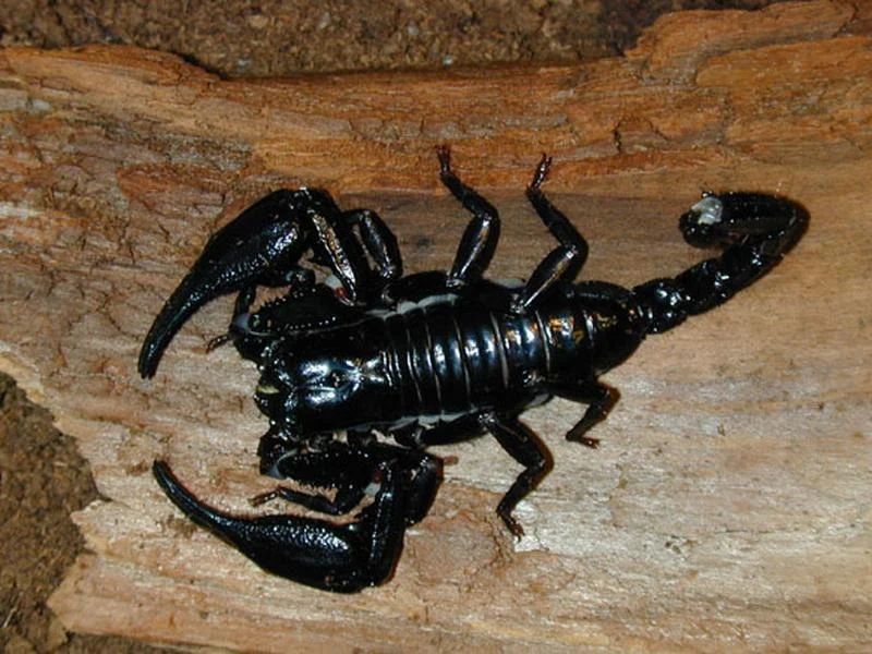Азиатский лесной скорпион