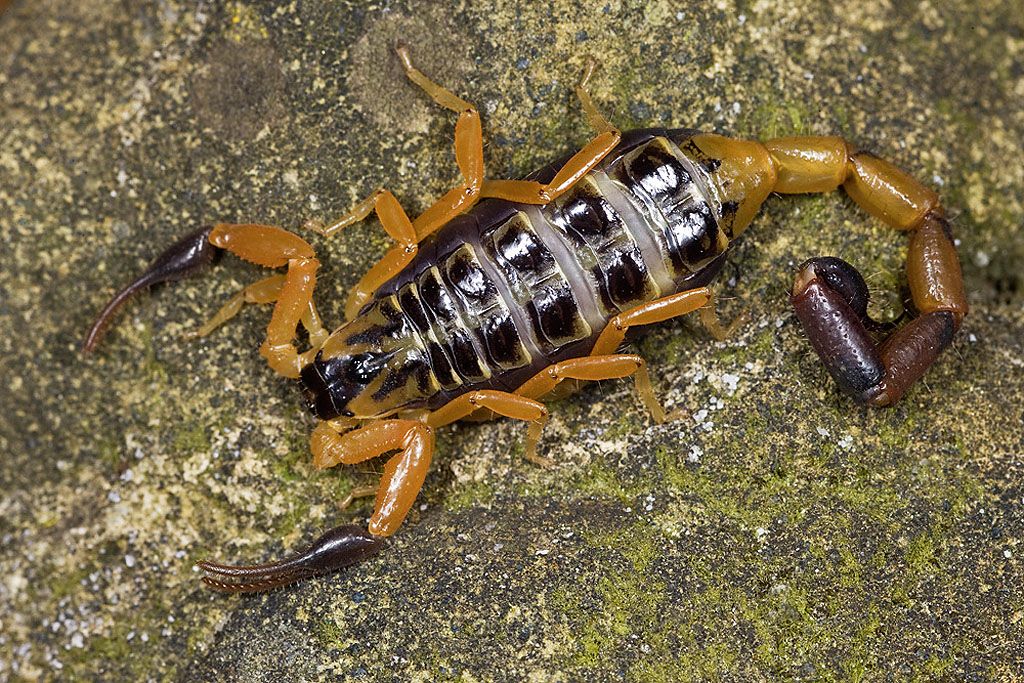 10 самых опасных в мире скорпионов