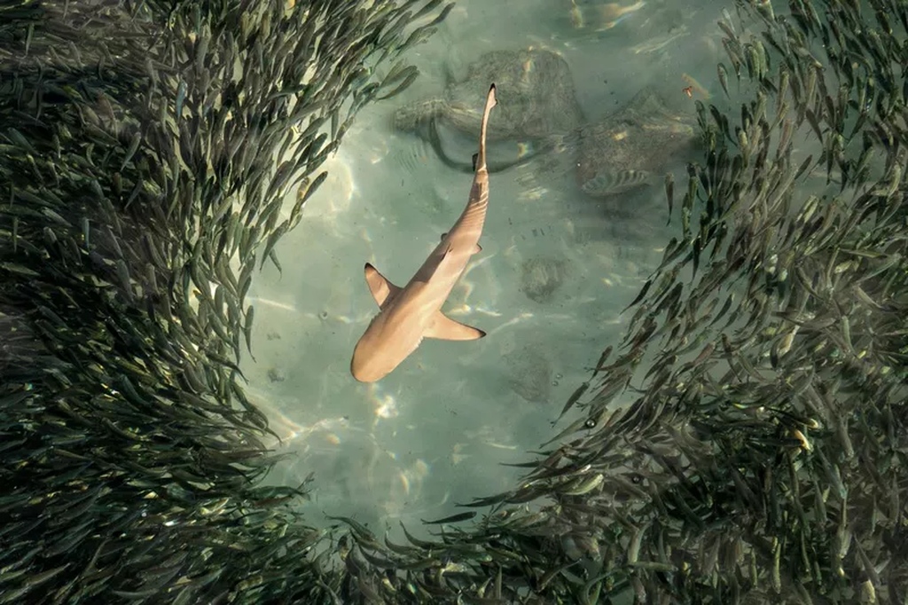 Фото Где Акулы Среди Рыб