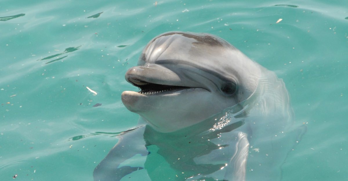 Дельфины, как и люди, оказались подвержены замедлению метаболизма с возрастом