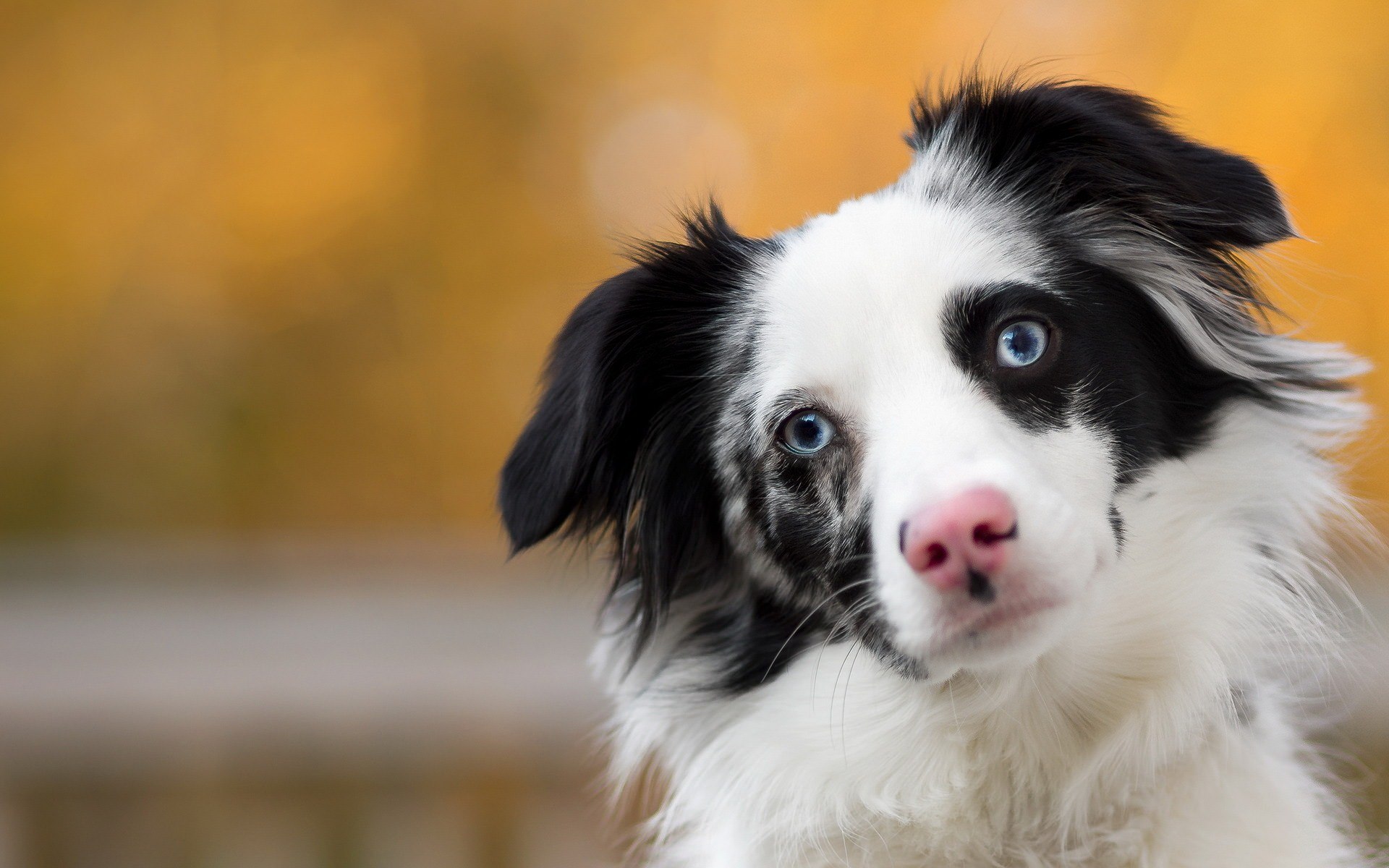 Как собаки научились строить «грустные глазки»
