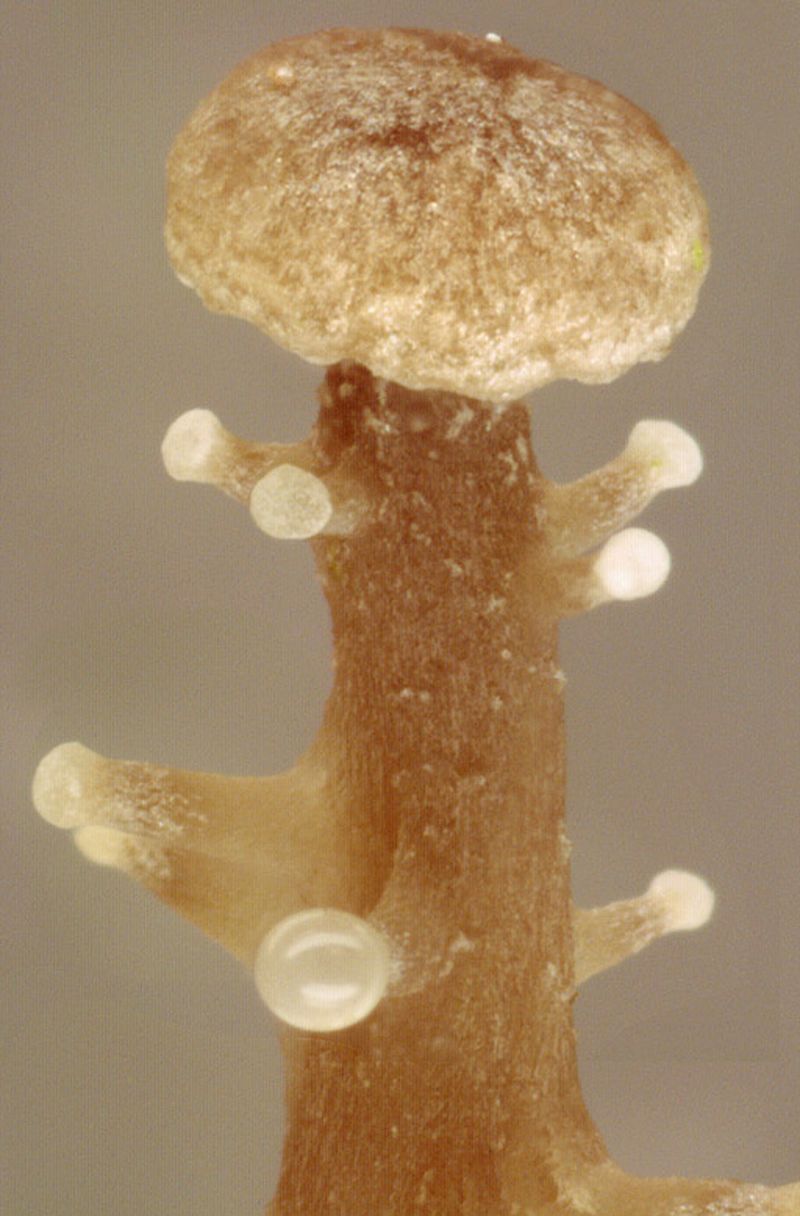 дендроколлибия гроздевидная (Dendrocollybia racemosa). 