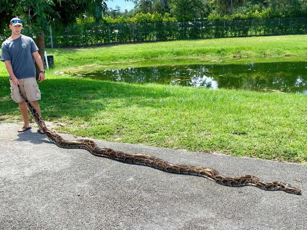 Самые большие змеи в мире