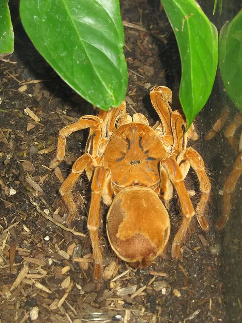 Самый большой паук в мире книга рекордов гиннесса фото