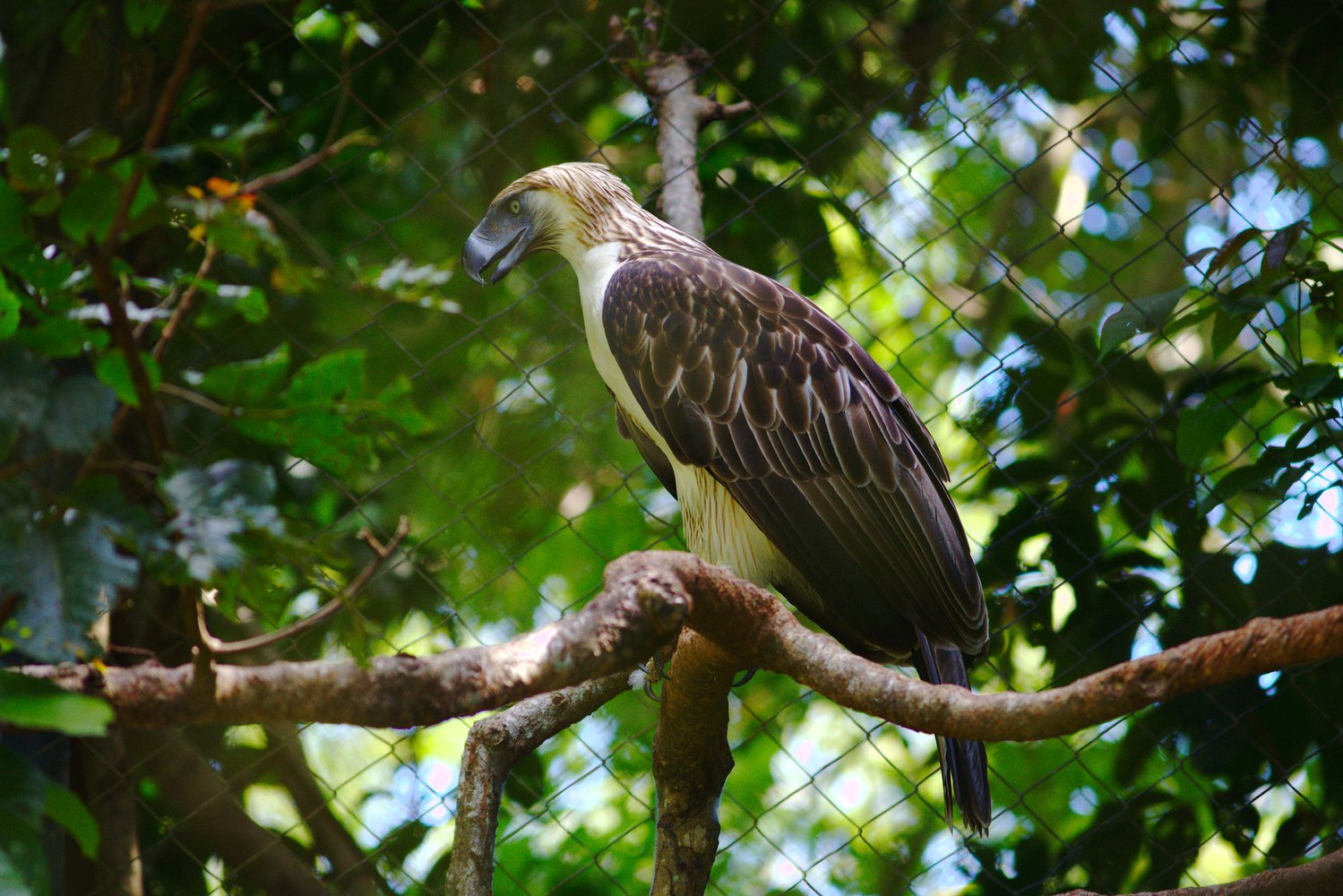Филиппинский орёл, или орёл-обезьяноед (лат. Pithecophaga jefferyi)