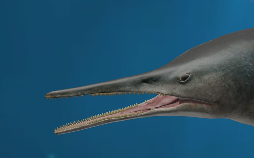 Зубастая Кыхытысука: новый вид ихтиозавров найден в Колумбии