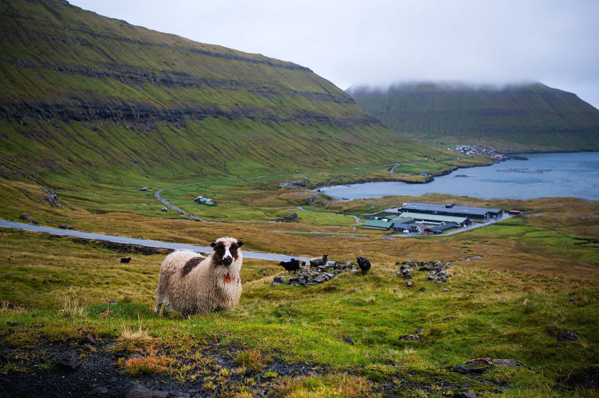 Время фарерские острова. Фарерские острова 2021. Луйтла-Дуймун Фарерские острова. Чирчубёаргарур Фарерские острова. Овцеводство в Исландии.