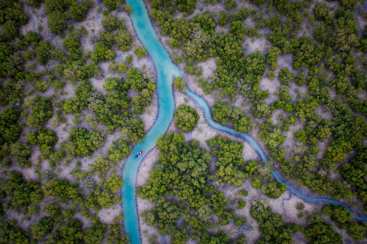 Лучшие снимки лесов с конкурса Mangrove Photography Awards 2021
