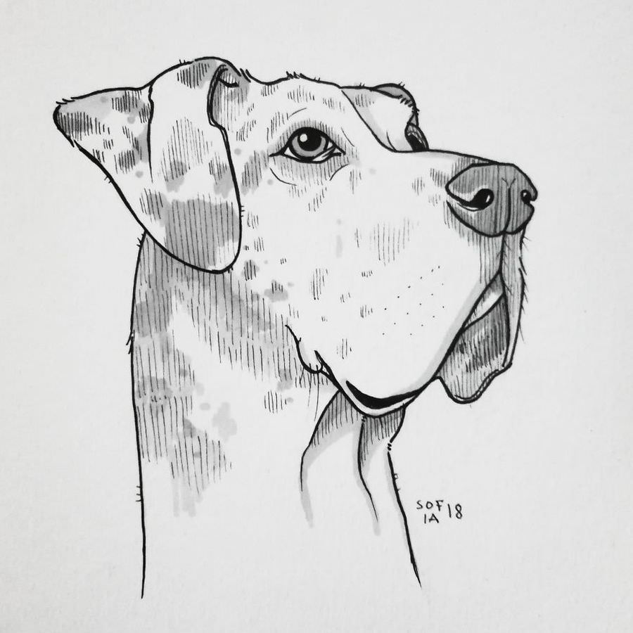 Как рисовать дог дея. Собака рисунок. Эскиз собаки. Собака скетч. Собака рисунок карандашом.