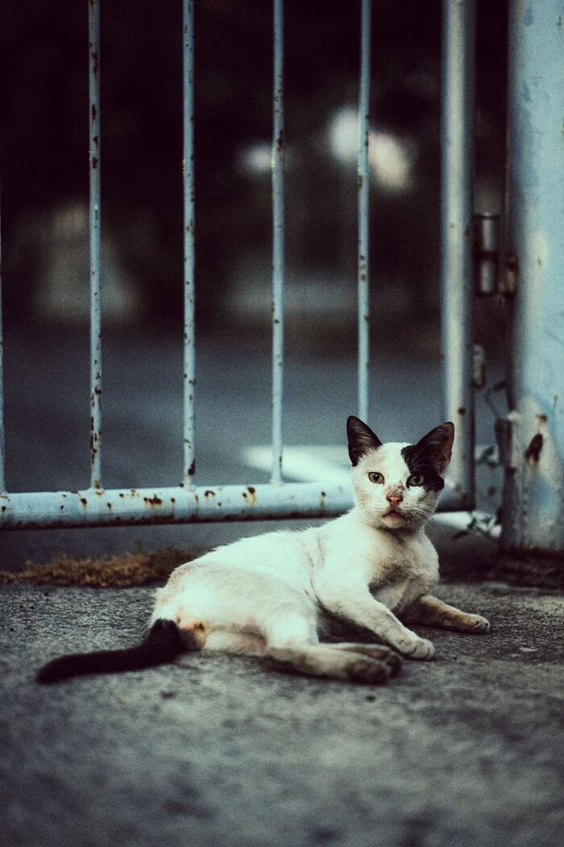 Фотографии бездомных кошек Лимассола, Кипр