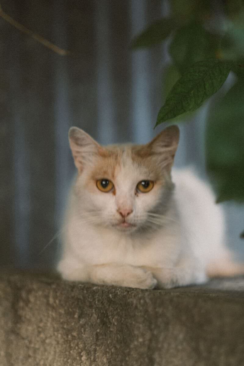 Фотографии бездомных кошек Лимассола, Кипр