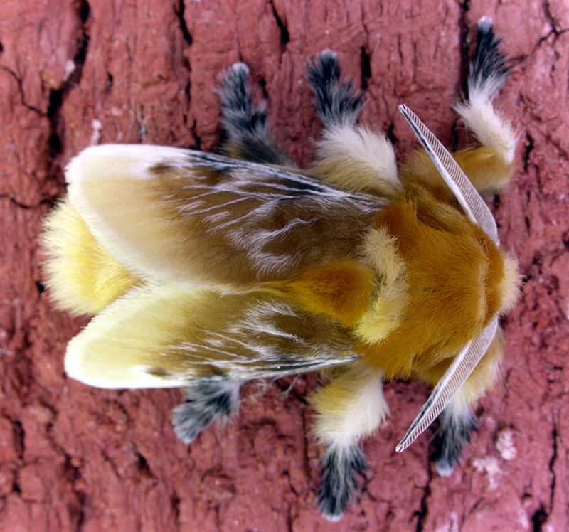 Гусеница фланелевой моли, или гусеница-кот, древесный аспид (лат. Megalopyge opercularis)