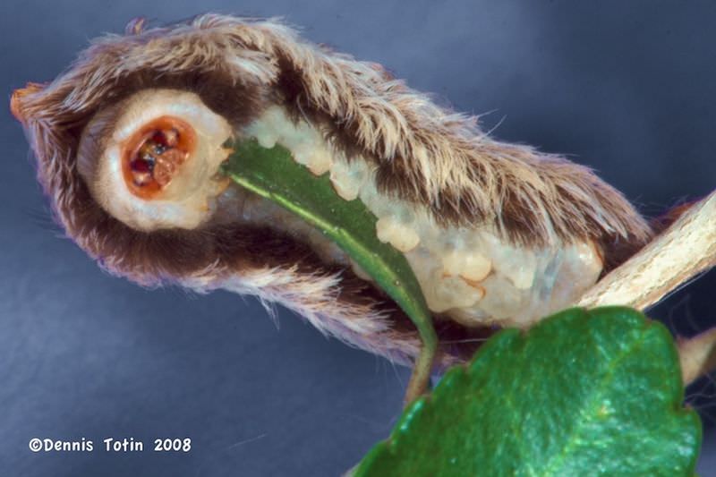 Гусеница фланелевой моли, или гусеница-кот, древесный аспид (лат. Megalopyge opercularis)