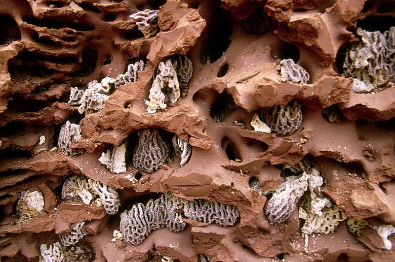 Цивилизация термитов: в чем крохотные насекомые превзошли человека